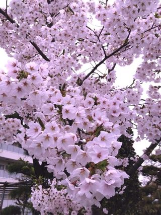 20120502Bmotomiya08
